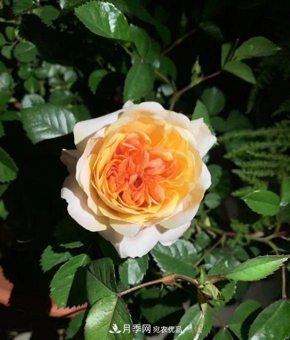 月季花中的“王者”，花友都喜歡養，如今沒(méi)落了，顏值依舊很高(圖2)