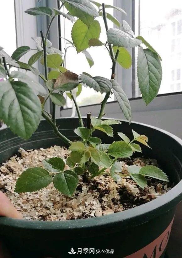 月季花中的“王者”，花友都喜歡養，如今沒(méi)落了，顏值依舊很高(圖3)