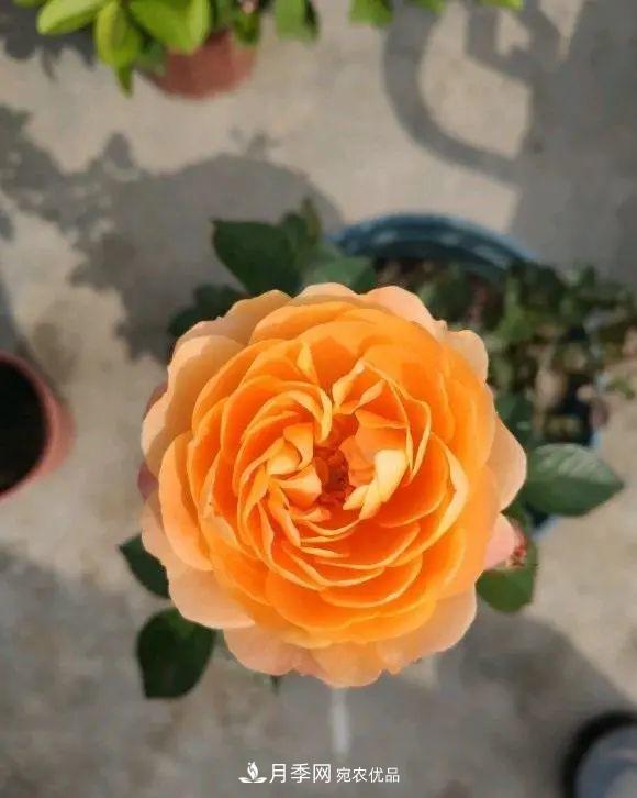 月季花中的“王者”，花友都喜歡養，如今沒(méi)落了，顏值依舊很高(圖4)