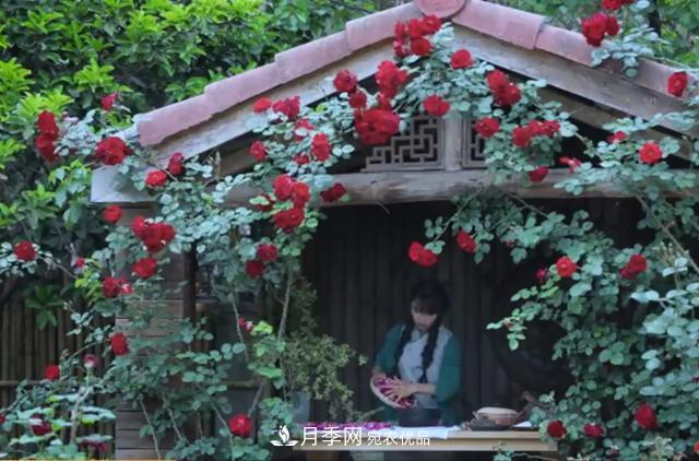 李子柒的紅色月季花墻，這個(gè)品種，好養易打理(圖1)