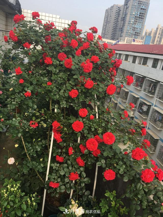 李子柒的紅色月季花墻，這個(gè)品種，好養易打理(圖6)