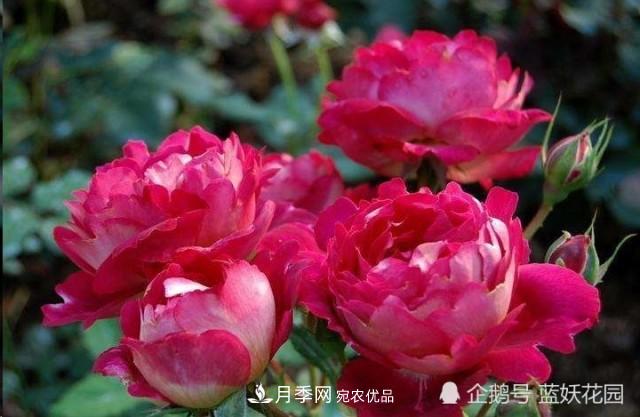 月季冬剪別著(zhù)急，剪早了比不剪還要糟糕！(圖1)
