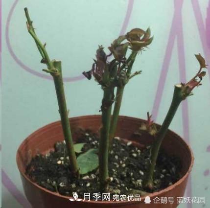 月季冬剪別著(zhù)急，剪早了比不剪還要糟糕！(圖4)