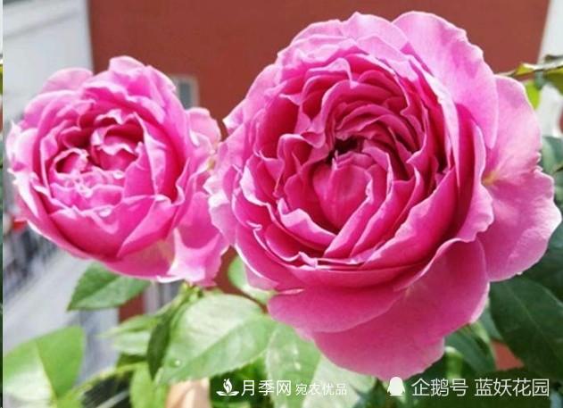 月季冬剪別著(zhù)急，剪早了比不剪還要糟糕！(圖2)