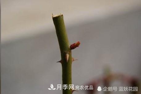 月季冬剪別著(zhù)急，剪早了比不剪還要糟糕！(圖3)