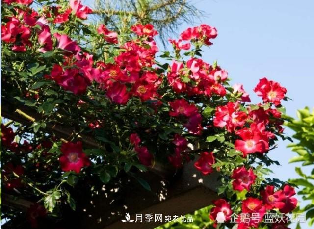 月季冬剪別著(zhù)急，剪早了比不剪還要糟糕！(圖6)
