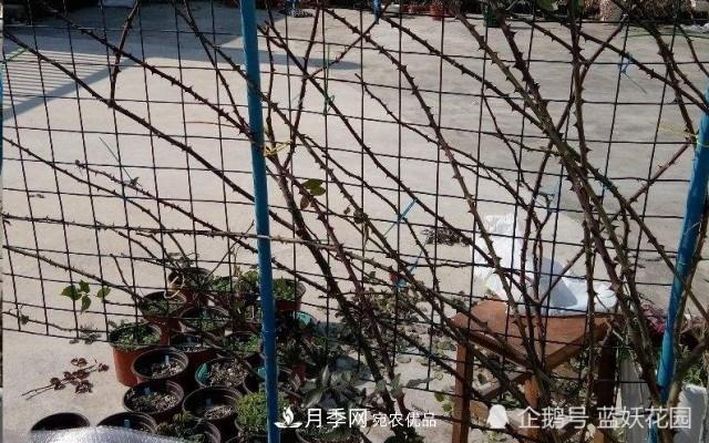 月季冬剪別著(zhù)急，剪早了比不剪還要糟糕！(圖7)