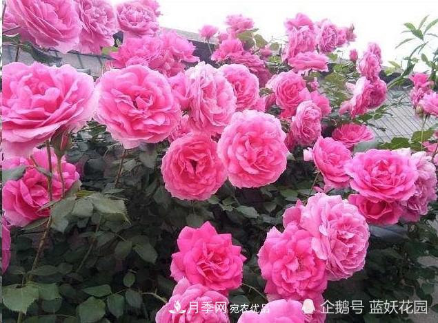 月季冬剪別著(zhù)急，剪早了比不剪還要糟糕！(圖8)