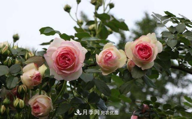 常見(jiàn)藤本月季優(yōu)缺點(diǎn)大比拼，月季花友看過(guò)來(lái)(圖1)