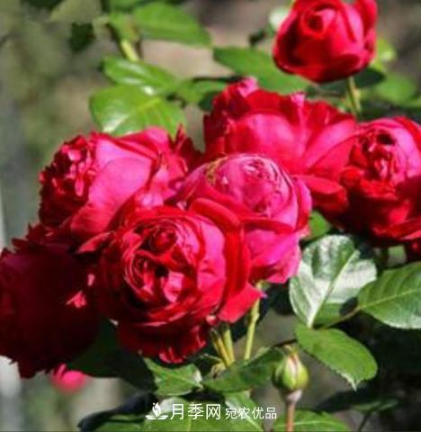 常見(jiàn)藤本月季優(yōu)缺點(diǎn)大比拼，月季花友看過(guò)來(lái)(圖2)