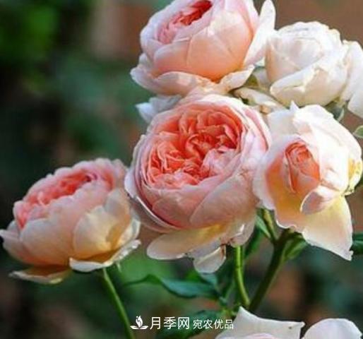常見(jiàn)藤本月季優(yōu)缺點(diǎn)大比拼，月季花友看過(guò)來(lái)(圖4)