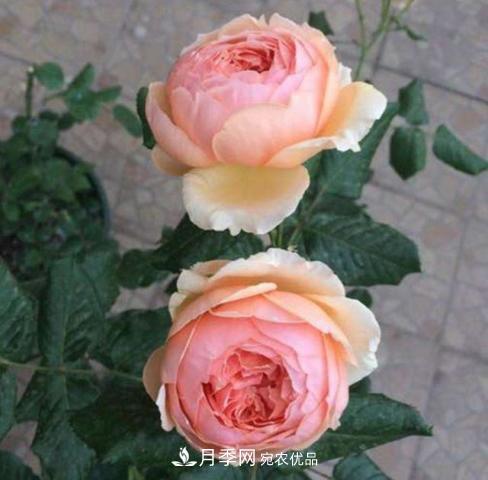 常見(jiàn)藤本月季優(yōu)缺點(diǎn)大比拼，月季花友看過(guò)來(lái)(圖5)