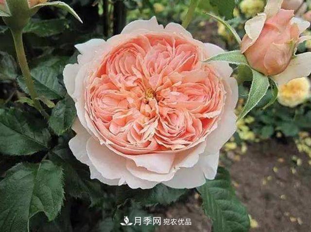 常見(jiàn)藤本月季優(yōu)缺點(diǎn)大比拼，月季花友看過(guò)來(lái)(圖6)