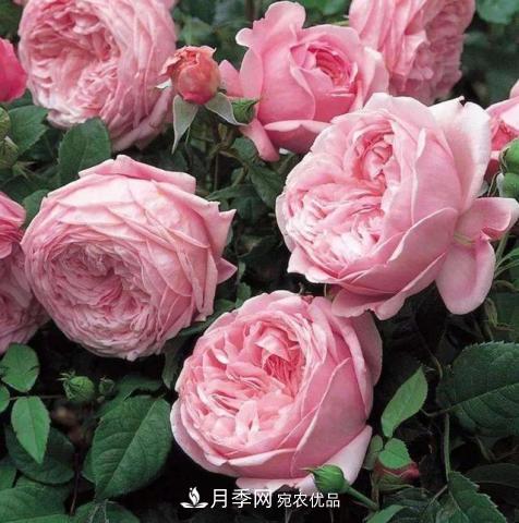 常見(jiàn)藤本月季優(yōu)缺點(diǎn)大比拼，月季花友看過(guò)來(lái)(圖9)