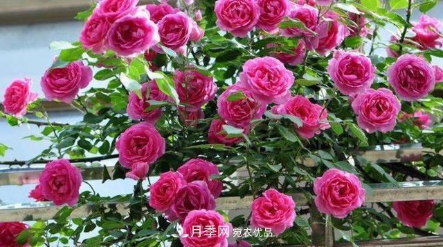 常見(jiàn)藤本月季優(yōu)缺點(diǎn)大比拼，月季花友看過(guò)來(lái)(圖7)