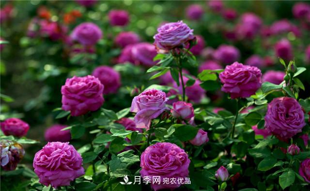 哪些月季花品種是花友必備的？(圖2)