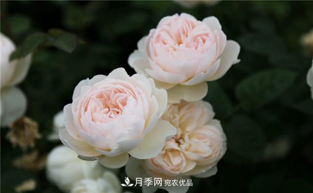 哪些月季花品種是花友必備的？(圖1)