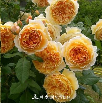 盤(pán)點(diǎn)各國的灌木月季品種，哪些是不可錯過(guò)的經(jīng)典品種！(圖2)