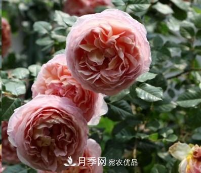 盤(pán)點(diǎn)各國的灌木月季品種，哪些是不可錯過(guò)的經(jīng)典品種！(圖1)