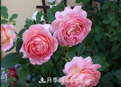 盤(pán)點(diǎn)各國的灌木月季品種，哪些是不可錯過(guò)的經(jīng)典品種！(圖4)