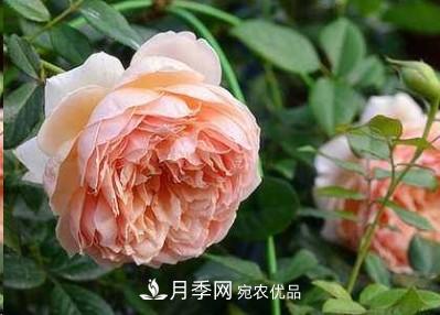 盤(pán)點(diǎn)各國的灌木月季品種，哪些是不可錯過(guò)的經(jīng)典品種！(圖5)