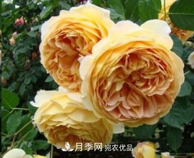 盤(pán)點(diǎn)各國的灌木月季品種，哪些是不可錯過(guò)的經(jīng)典品種！(圖3)