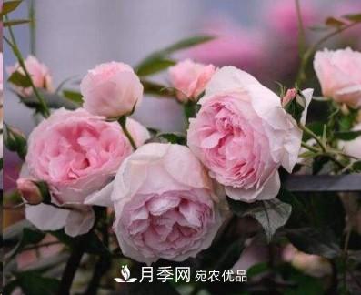 盤(pán)點(diǎn)各國的灌木月季品種，哪些是不可錯過(guò)的經(jīng)典品種！(圖6)