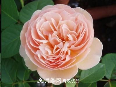 盤(pán)點(diǎn)各國的灌木月季品種，哪些是不可錯過(guò)的經(jīng)典品種！(圖7)