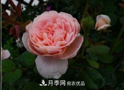 盤(pán)點(diǎn)各國的灌木月季品種，哪些是不可錯過(guò)的經(jīng)典品種！(圖9)