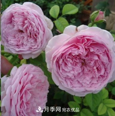 盤(pán)點(diǎn)各國的灌木月季品種，哪些是不可錯過(guò)的經(jīng)典品種！(圖8)