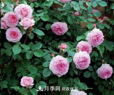 盤(pán)點(diǎn)各國的灌木月季品種，哪些是不可錯過(guò)的經(jīng)典品種！(圖10)