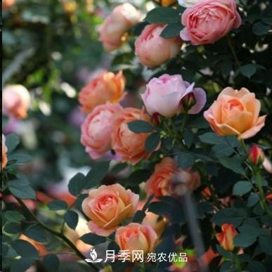 盤(pán)點(diǎn)各國的灌木月季品種，哪些是不可錯過(guò)的經(jīng)典品種！(圖11)