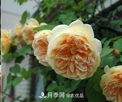 盤(pán)點(diǎn)各國的灌木月季品種，哪些是不可錯過(guò)的經(jīng)典品種！(圖12)