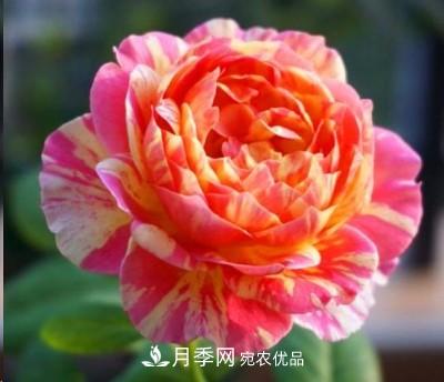 盤(pán)點(diǎn)各國的灌木月季品種，哪些是不可錯過(guò)的經(jīng)典品種！(圖15)