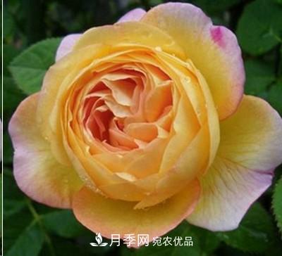 盤(pán)點(diǎn)各國的灌木月季品種，哪些是不可錯過(guò)的經(jīng)典品種！(圖14)