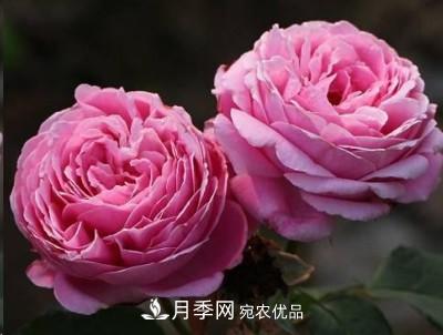盤(pán)點(diǎn)各國的灌木月季品種，哪些是不可錯過(guò)的經(jīng)典品種！(圖17)