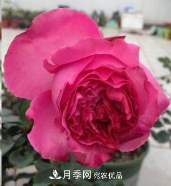 盤(pán)點(diǎn)各國的灌木月季品種，哪些是不可錯過(guò)的經(jīng)典品種！(圖16)