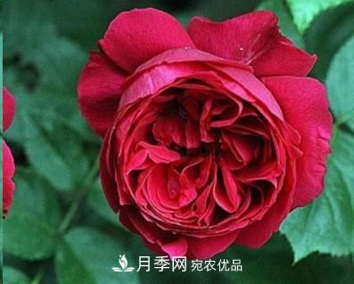盤(pán)點(diǎn)各國的灌木月季品種，哪些是不可錯過(guò)的經(jīng)典品種！(圖18)
