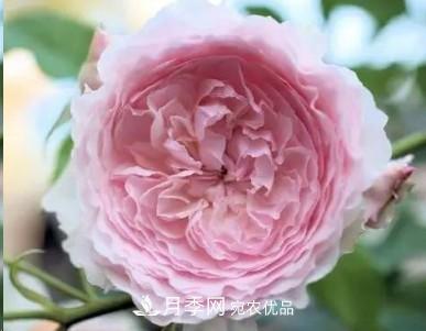 盤(pán)點(diǎn)各國的灌木月季品種，哪些是不可錯過(guò)的經(jīng)典品種！(圖20)