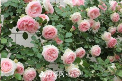 盤(pán)點(diǎn)各國的灌木月季品種，哪些是不可錯過(guò)的經(jīng)典品種！(圖19)