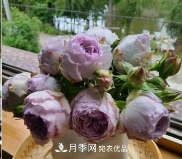 盤(pán)點(diǎn)各國的灌木月季品種，哪些是不可錯過(guò)的經(jīng)典品種！(圖21)