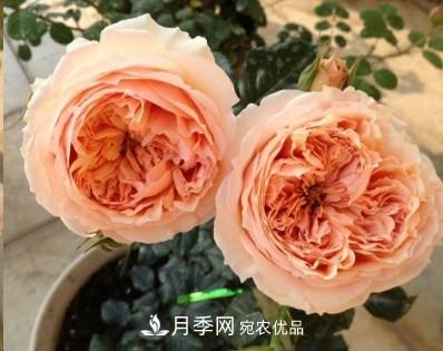 盤(pán)點(diǎn)各國的灌木月季品種，哪些是不可錯過(guò)的經(jīng)典品種！(圖23)