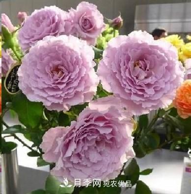 盤(pán)點(diǎn)各國的灌木月季品種，哪些是不可錯過(guò)的經(jīng)典品種！(圖22)