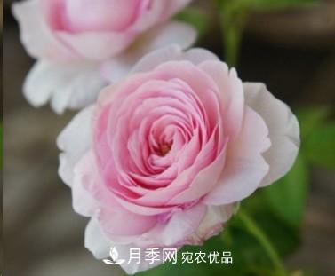 盤(pán)點(diǎn)各國的灌木月季品種，哪些是不可錯過(guò)的經(jīng)典品種！(圖25)
