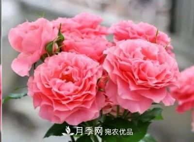 盤(pán)點(diǎn)各國的灌木月季品種，哪些是不可錯過(guò)的經(jīng)典品種！(圖24)
