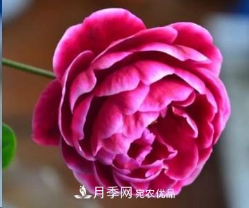 盤(pán)點(diǎn)各國的灌木月季品種，哪些是不可錯過(guò)的經(jīng)典品種！(圖28)