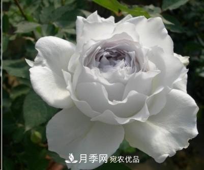 盤(pán)點(diǎn)各國的灌木月季品種，哪些是不可錯過(guò)的經(jīng)典品種！(圖27)