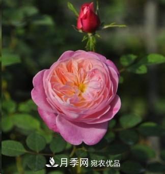 盤(pán)點(diǎn)各國的灌木月季品種，哪些是不可錯過(guò)的經(jīng)典品種！(圖26)