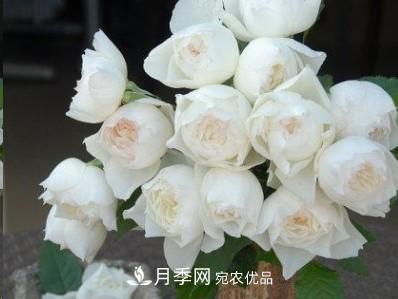 盤(pán)點(diǎn)各國的灌木月季品種，哪些是不可錯過(guò)的經(jīng)典品種！(圖30)