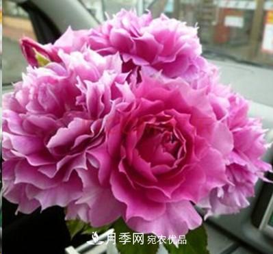 盤(pán)點(diǎn)各國的灌木月季品種，哪些是不可錯過(guò)的經(jīng)典品種！(圖29)